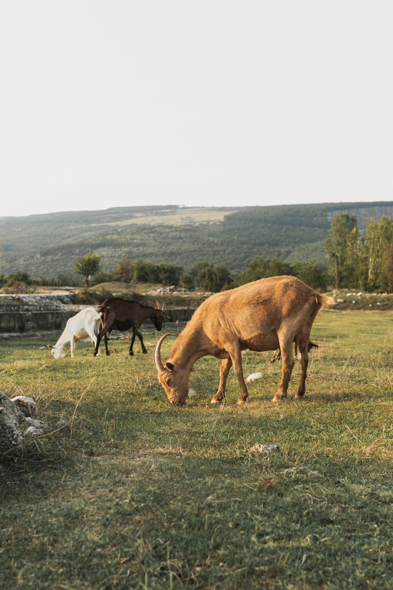 Cabras en libre pastoreo en el campo